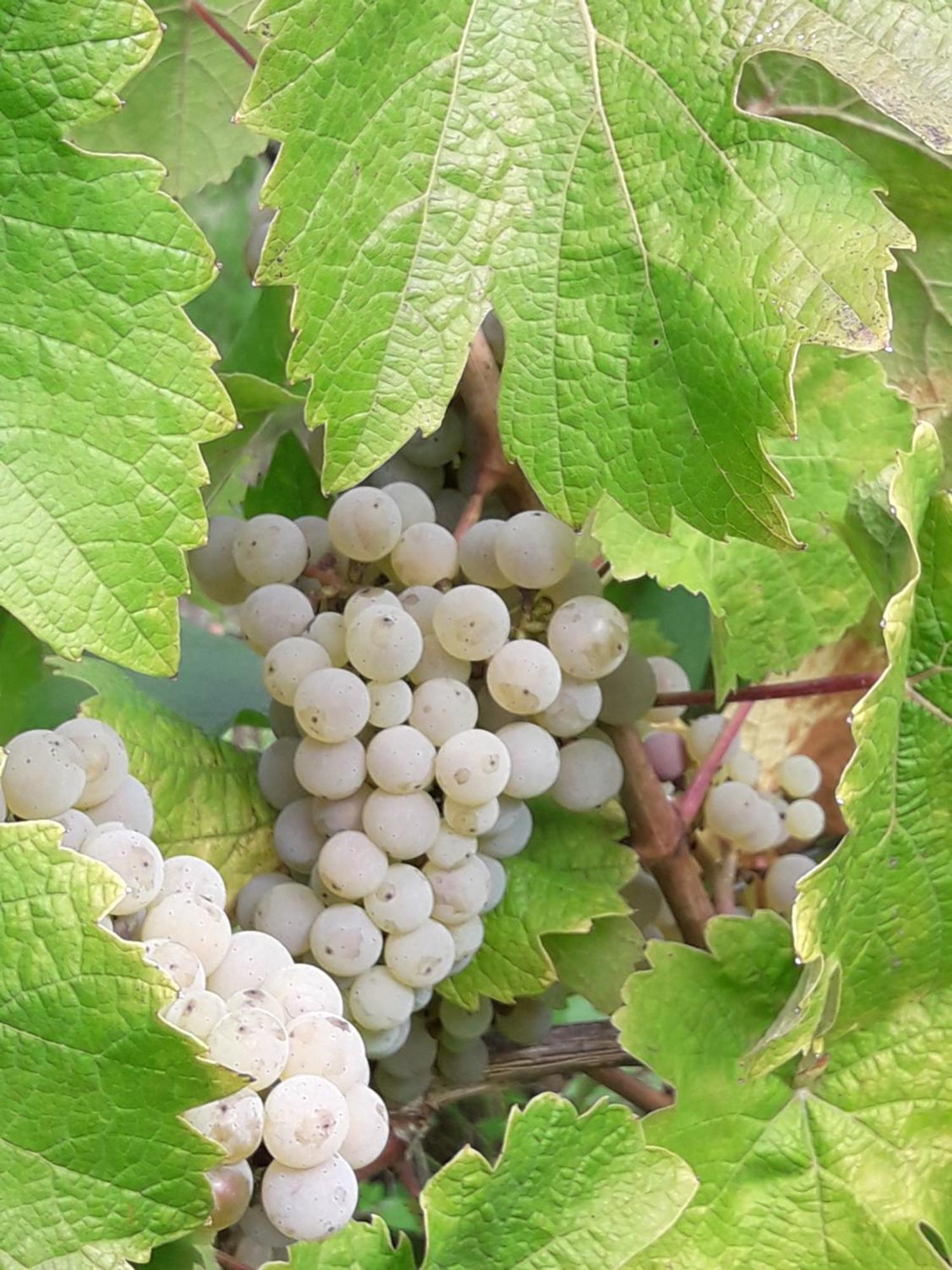 Weinhof Michael Morbach Hotell Zeltingen-Rachtig Eksteriør bilde